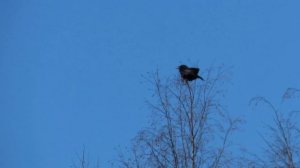 Ворон на верхушке берёзы