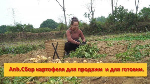 Anh Bushcraft. Будни на ферме .Сбор картофеля для продажи  и для готовки.