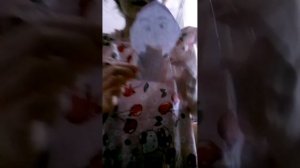 VID_20260217_125306.mp4