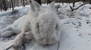 Ставим петли на зайца2026 январь.