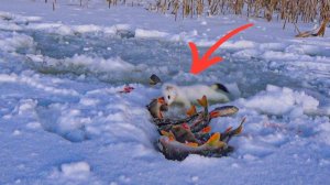 ПУШИСТЫЙ ВОРИШКА УТАЩИЛ У НАС ВСЮ РЫБУ!!! Зимняя рыбалка на щуку 2026.