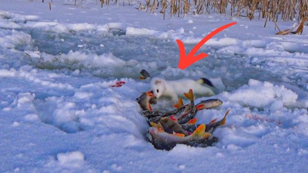 ПУШИСТЫЙ ВОРИШКА УТАЩИЛ У НАС ВСЮ РЫБУ!!! Зимняя рыбалка на щуку 2026.