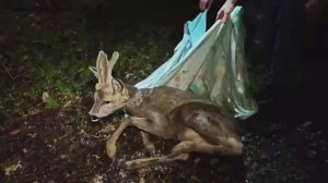 В Сочи спасли оленя, загнанного собаками в поселок