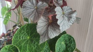 ПРО БЕГОНИИ