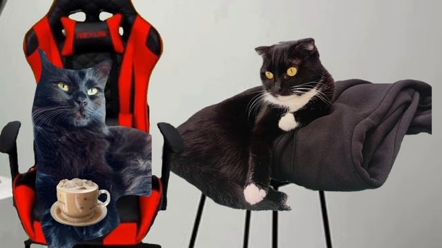 ответы на вопросы Бони и Норы 😺