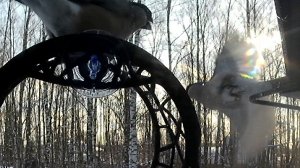 Снегирь каркает на снегиря