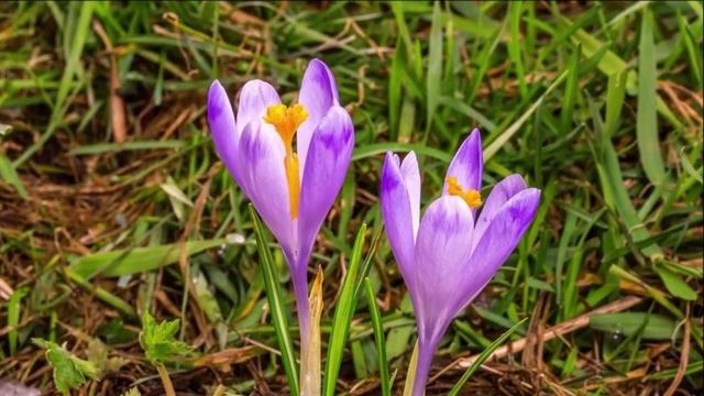 Скоро Весна. смотреть онлайн