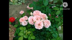 Прекрасные цветы