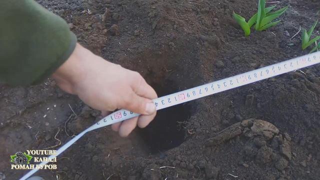 КАК ПОСАДИТЬ ВИНОГРАД В СРЕДНЕЙ ПОЛОСЕ. Посадочная яма для винограда. Посадка саженца винограда.