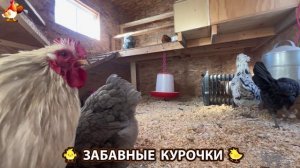 Забавные курочки несушки на сельском подворье 🤗😂😜 (111)