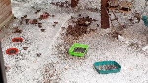 птицы ужинают