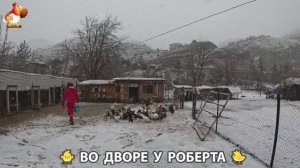 Содержание кур в домашних условиях и других птиц во дворе у Роберта 🐣🐤🦆🐔🪿🦃 (421)