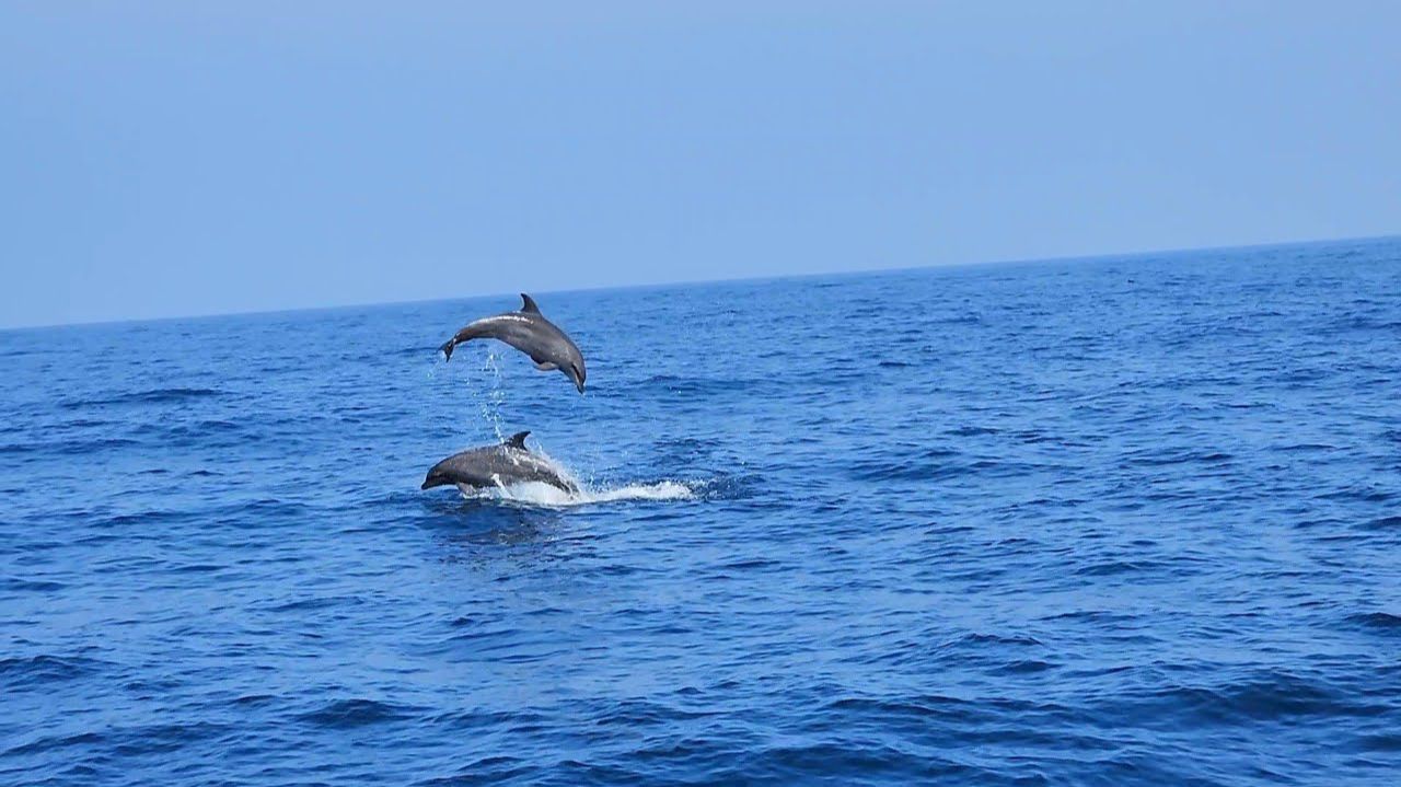 Тысячи дельфинов подплыли к лодке | Рыбное карри, приготовленное в полдень Тысячи дельфинов подплыли к лодке | Рыбное карри, приготовленное в полдень