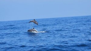 Тысячи дельфинов подплыли к лодке | Рыбное карри, приготовленное в полдень