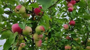 Аксена - летний сорт яблони свердловской селекции
