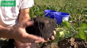 Как посадить виноград_ пошаговая инструкция