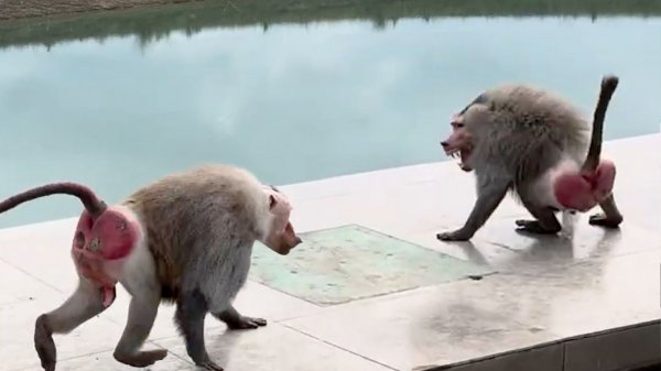 ФУРОР вызываем мы у ДОМ2! Мигель ловит мясо РТОМ! У Деда воинственный настрой! Почему Дед - дед?