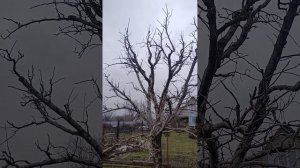 Профессиональная стратегия обрезки груши  и нет