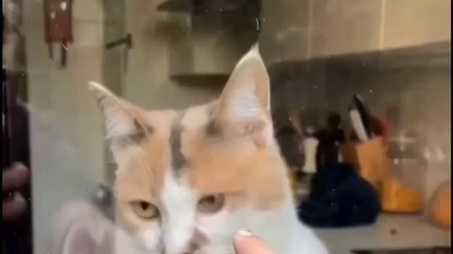 Я и моя внимательность