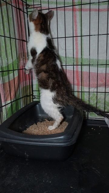 Кот Ломоносов: история о котике, который пошёл за знаниями