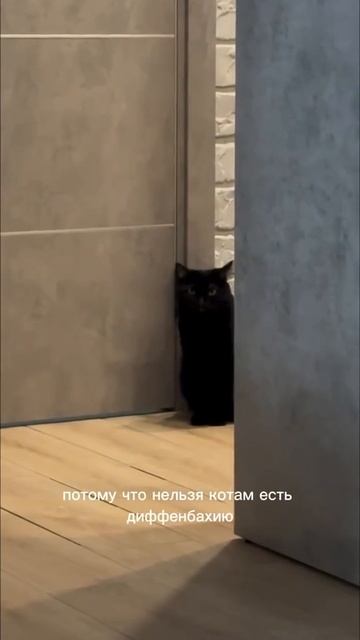 Вкусняшка. смотреть онлайн