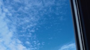 играем с котиками