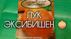 Посев ЛУКА ЭКСИБИШЕН 🧅 в улитку. Показываю, как делаю я