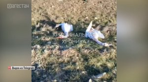 В Дагестане призывают к защите диких птиц