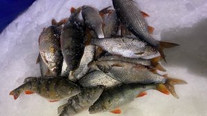 Вечёрка сделала рыбалку