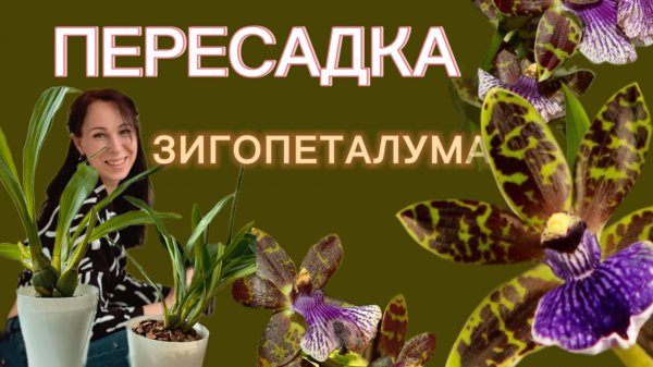 «Все включено» Продала и Посадила Зигопеталум