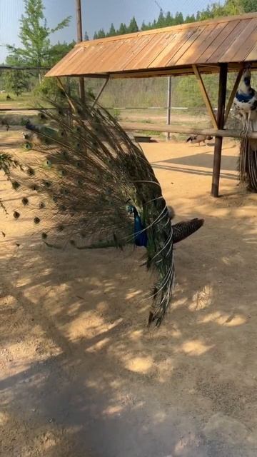 🛑 Жиджао, национальный Форест Парк 🧭 #5 смотреть онлайн