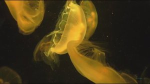 # Макро медузы#