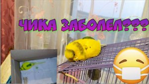 Попугай заболел? Как я вылечила больного волнистого попугая? Советы по уходу за больным попугаем.
