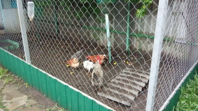 куры,кроли и даже коза на даче смотреть онлайн