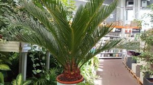 #красивые цветы ананасы живые несмотря что февраль месяц