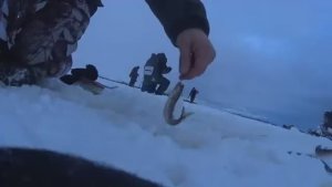 Бегающий по льду!На остров СВАИ ЗА КОРЮШКОЙ! Клюёт одна за одной !