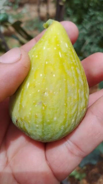 Инжир Далматский Ростов-на-Дону - Маленькие Сады