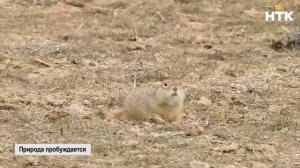 Суслики проснулись от зимней спячки