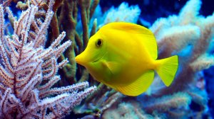 🐠 УСПОКАИВАЮЩАЯ МУЗЫКА ДЛЯ СНА 🎵 РАССЛАБЛЯЮЩАЯ МУЗЫКА ДЛЯ ДУШИ 🎵 РЕЛАКС МУЗЫКА ДЛЯ МЕДИТАЦИИ ДЗЭН