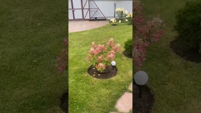 Цветут гортензии 🌸 смотреть онлайн