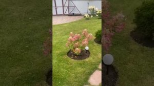 Цветут гортензии 🌸