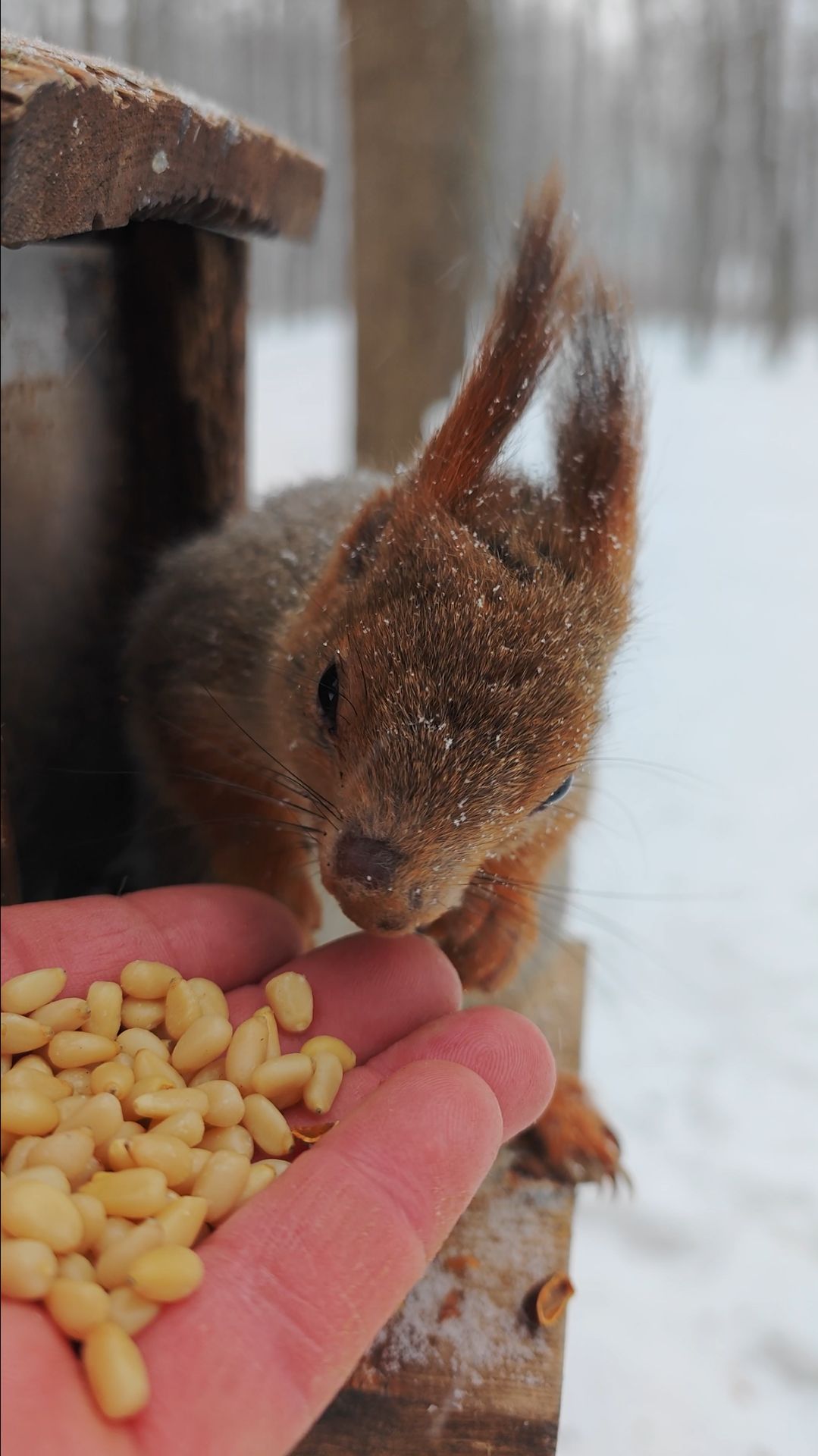 Знакомая белка смотреть онлайн