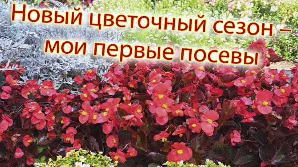 Новый цветочный сезон – мои первые посевы