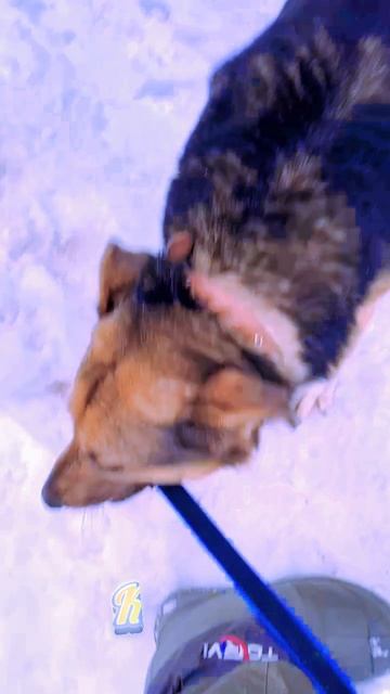 "Искра и буханочка" ❥ Приют в Малинках #приютдляживотных