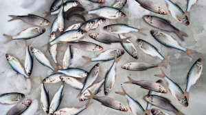 Ловля плотвы на макароны. Мормышинг зимой в Подмосковье #рыбалка