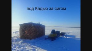 под Кадью за сигом