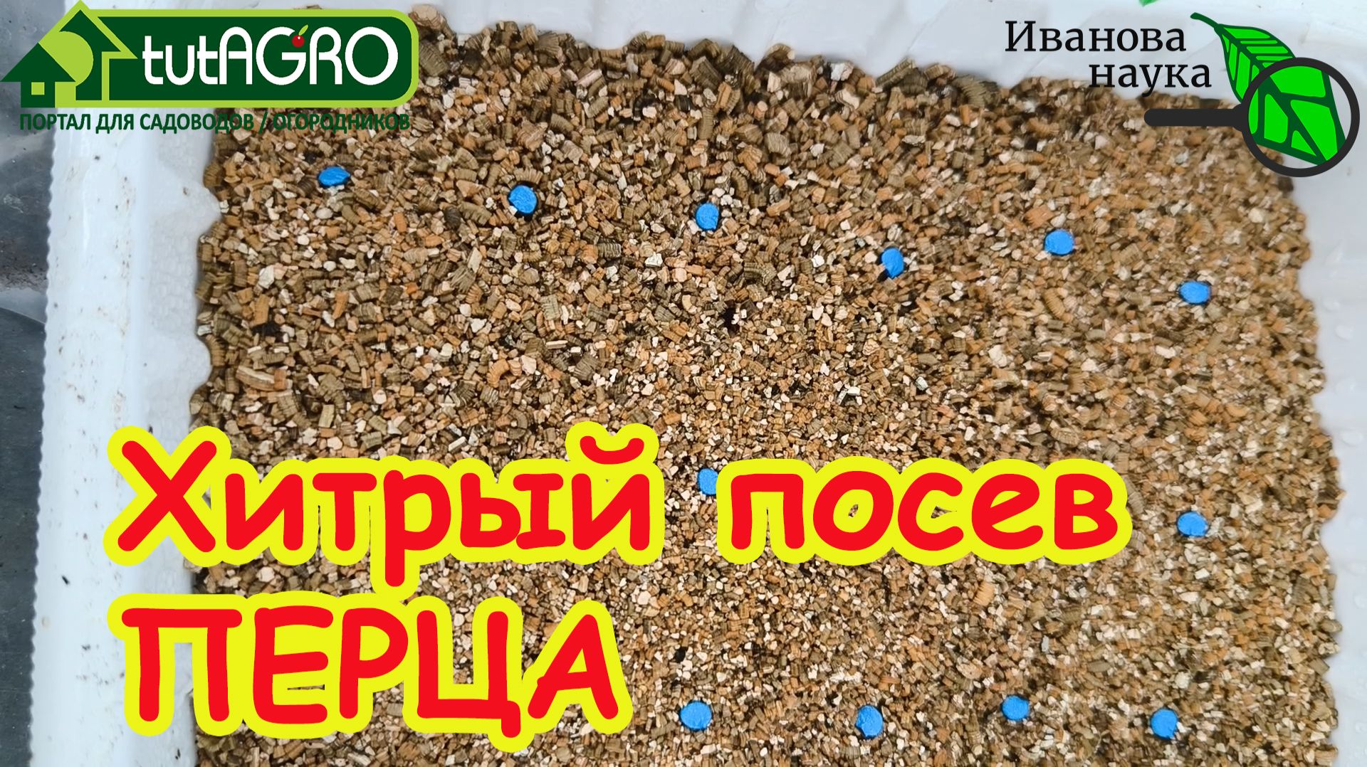 Из-за ЭТОЙ ошибки вы потеряете ВСЕ ТОМАТЫ и ПЕРЦЫ! Сею ЦВЕТНЫЕ семена только так! смотреть онлайн