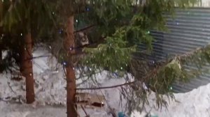 самые лучшие дикие белки