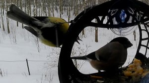 Шар-Синица требует освободить кормушку!