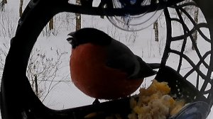 Шар-Снегирь